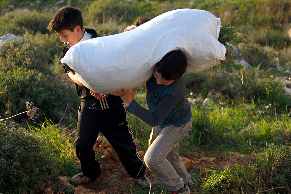 Children work together to transport a bag in a field in Occupied Palestinian Territory