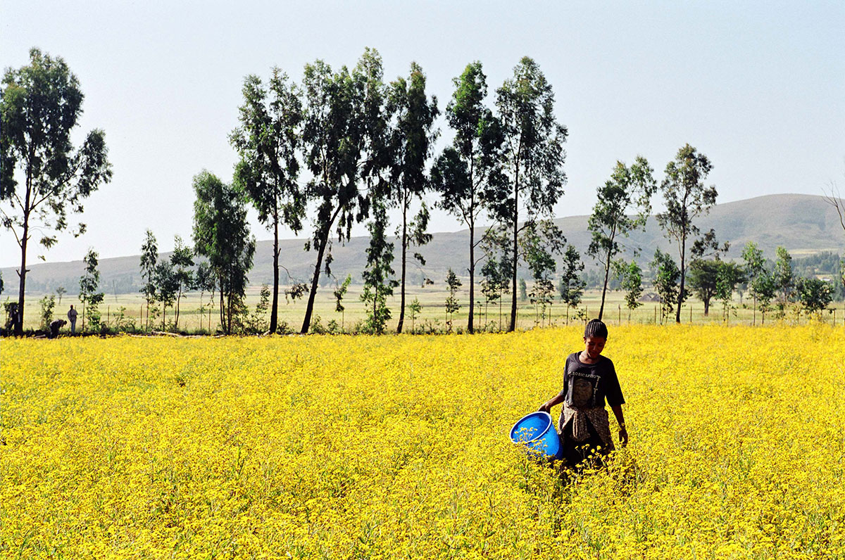 Lady walking in yellow flower field with blue bucket
