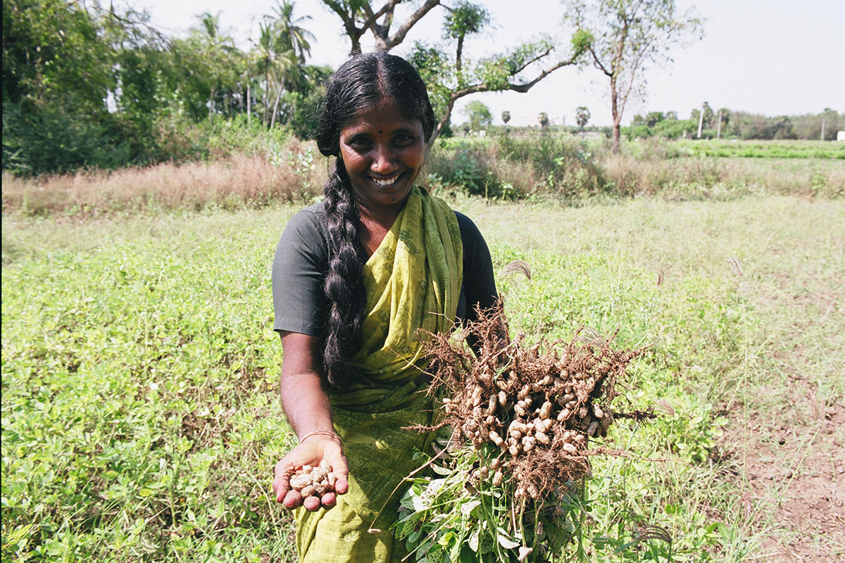 Young local girl in field showing crop she's picked dressed in lime green sari