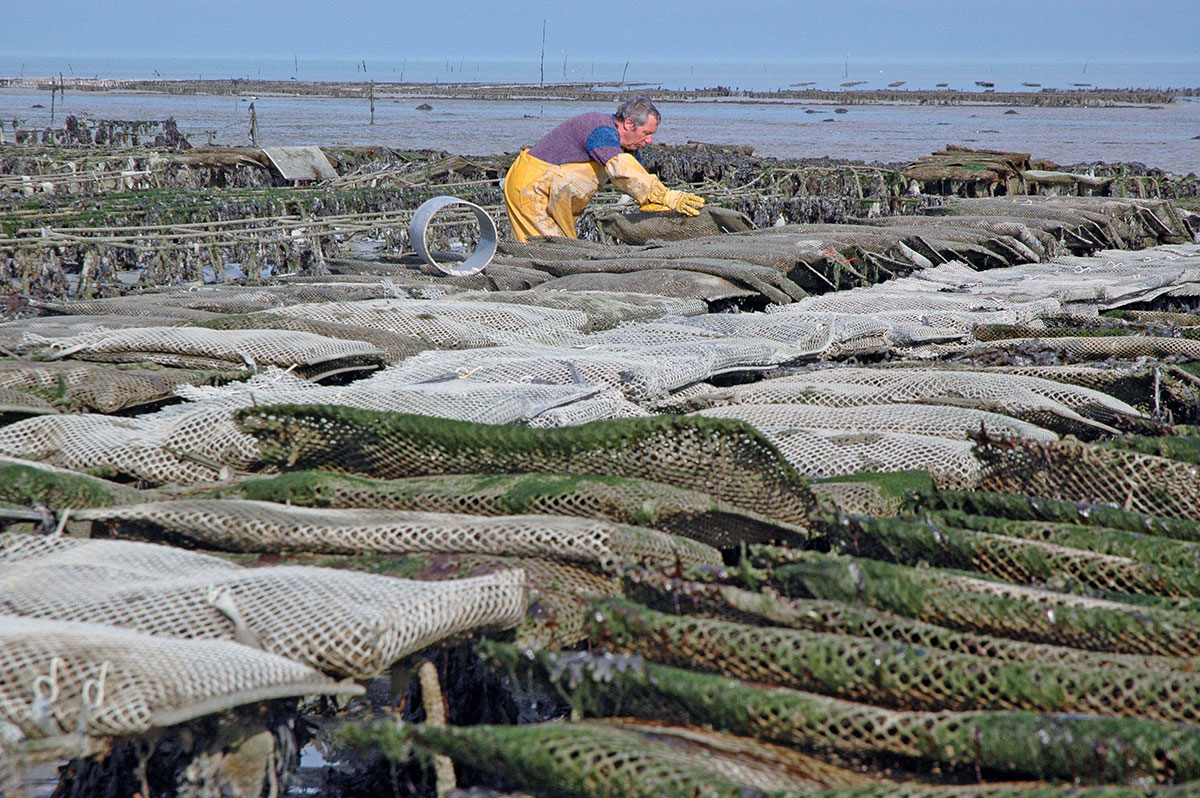 A fisherman checks on nets on land that have muscles