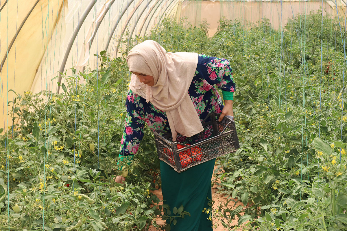 Lady with beige head scarf picking tomatoes in greeehouse