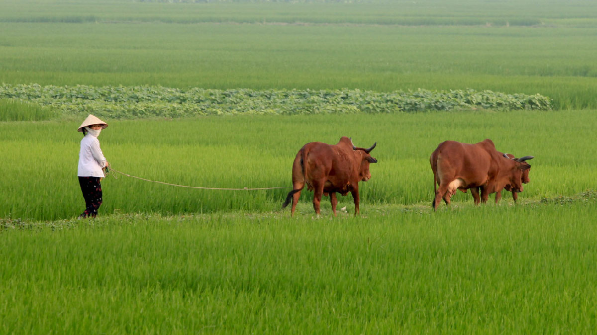lady farmer in green field with two brown cows walking behind