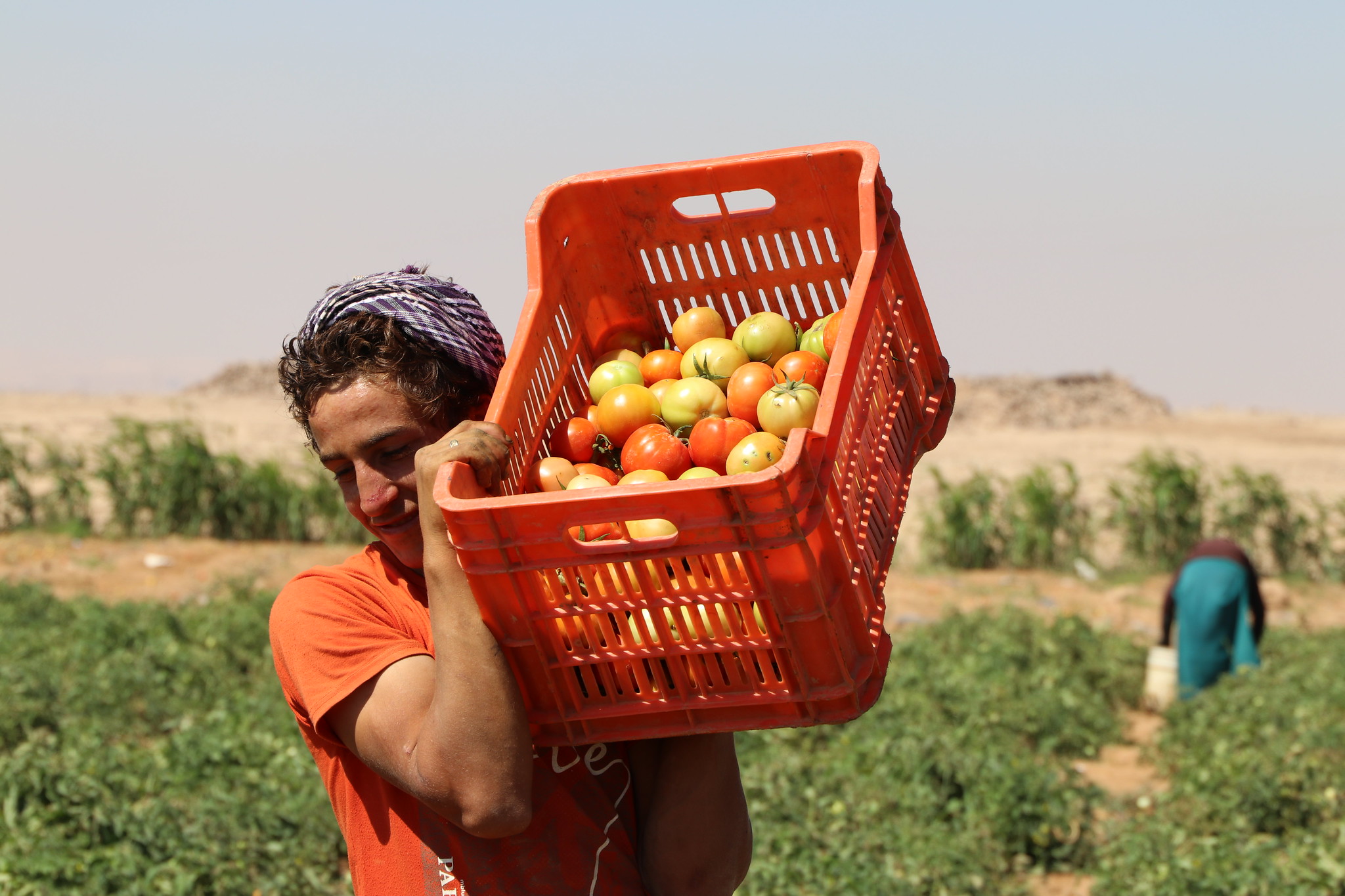 Young male worker picking tomatoes in Jordan