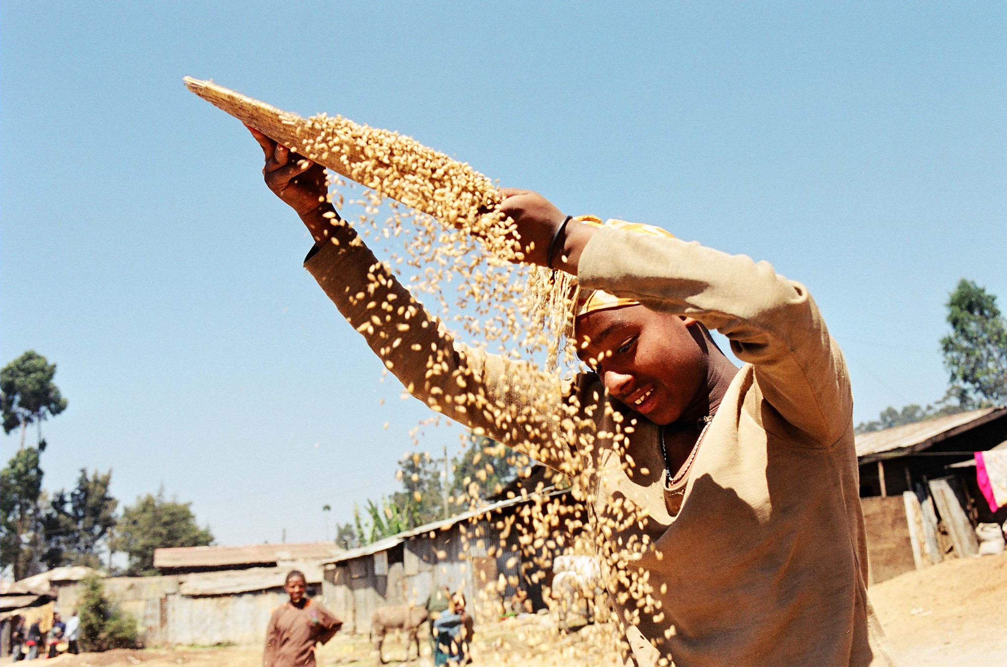 Young black man with light shirt sorting grains