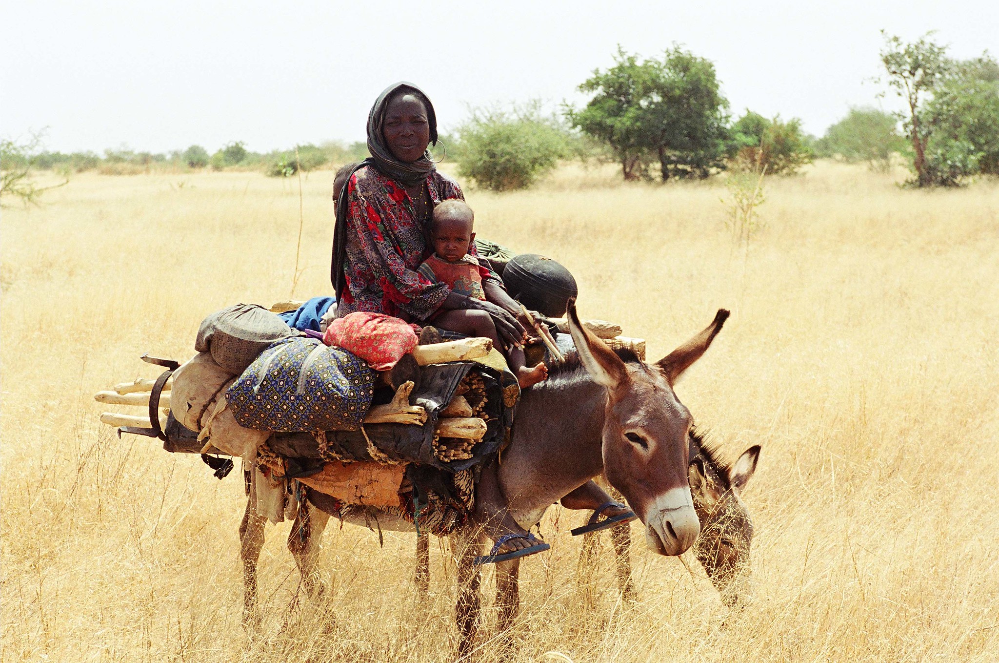 Lady with a child on heavily laden donkey eating dried grass in a field with small green trees in the background