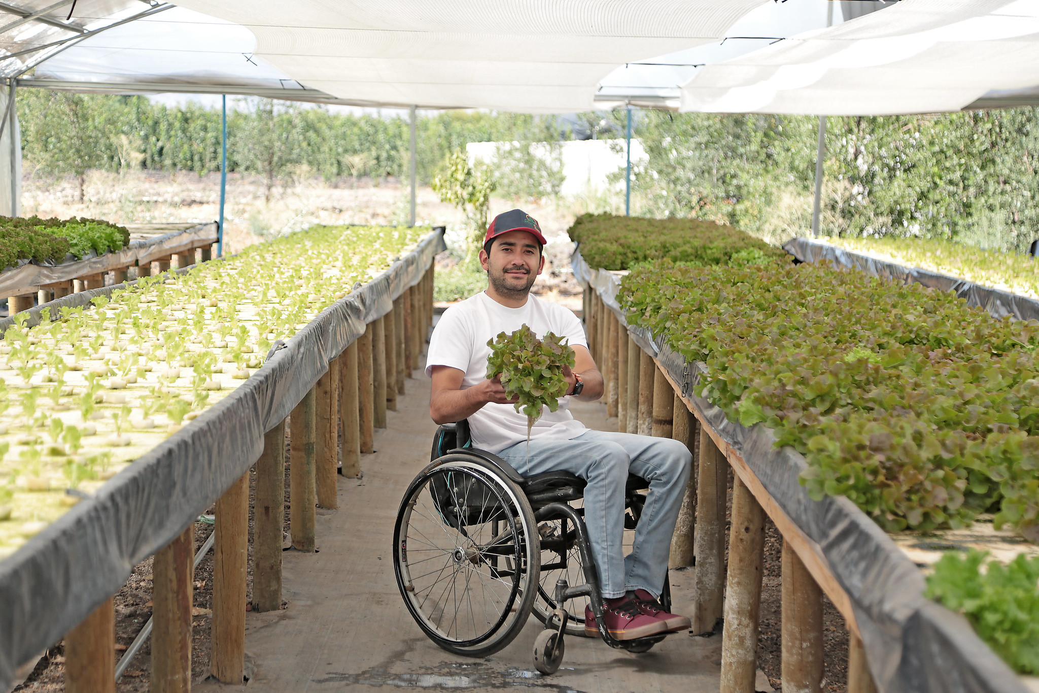 Man in wheel chair showing a lettuce from trays of others in lettuce nursery