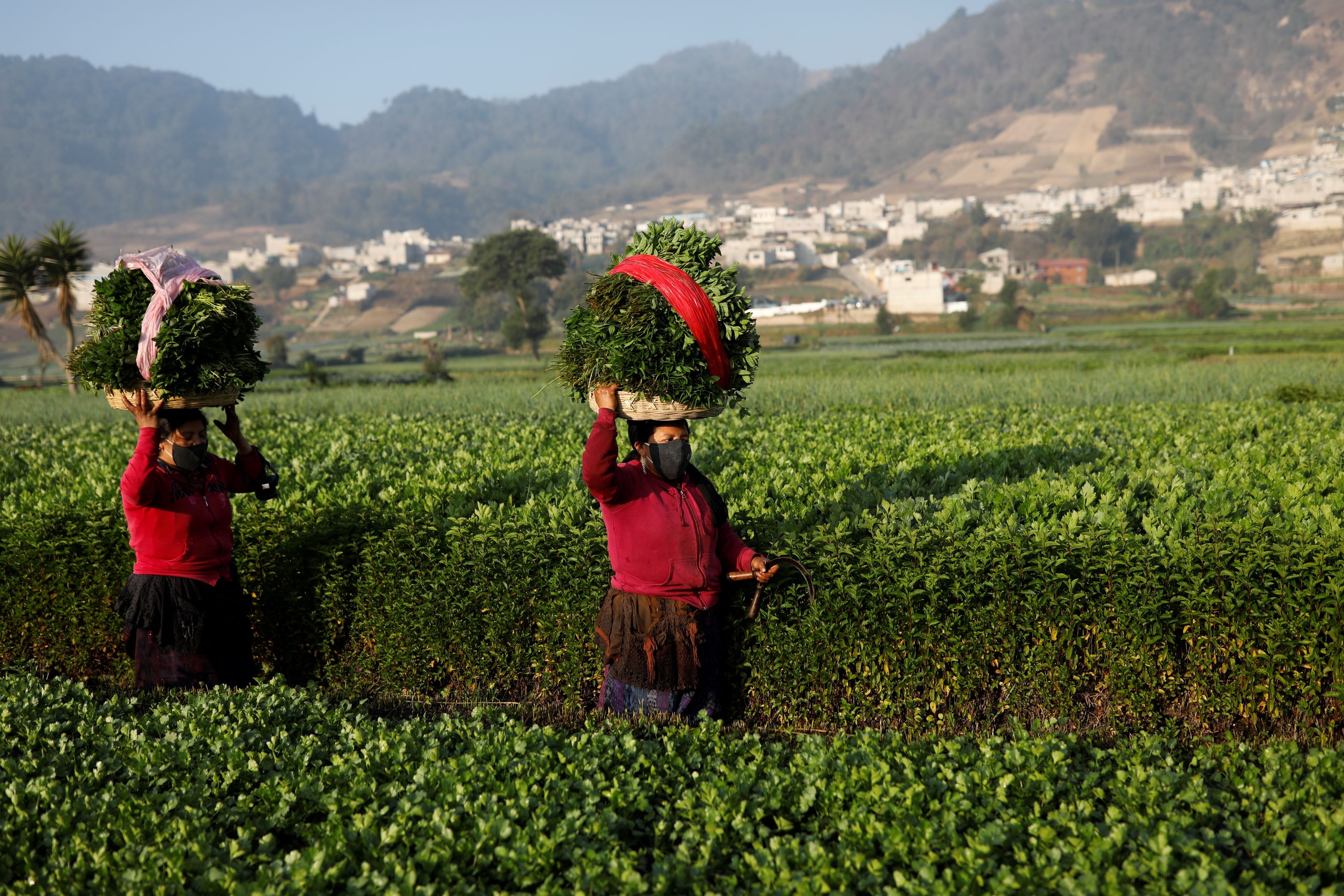 2 women carrying green bails in a plantation in Guatemala