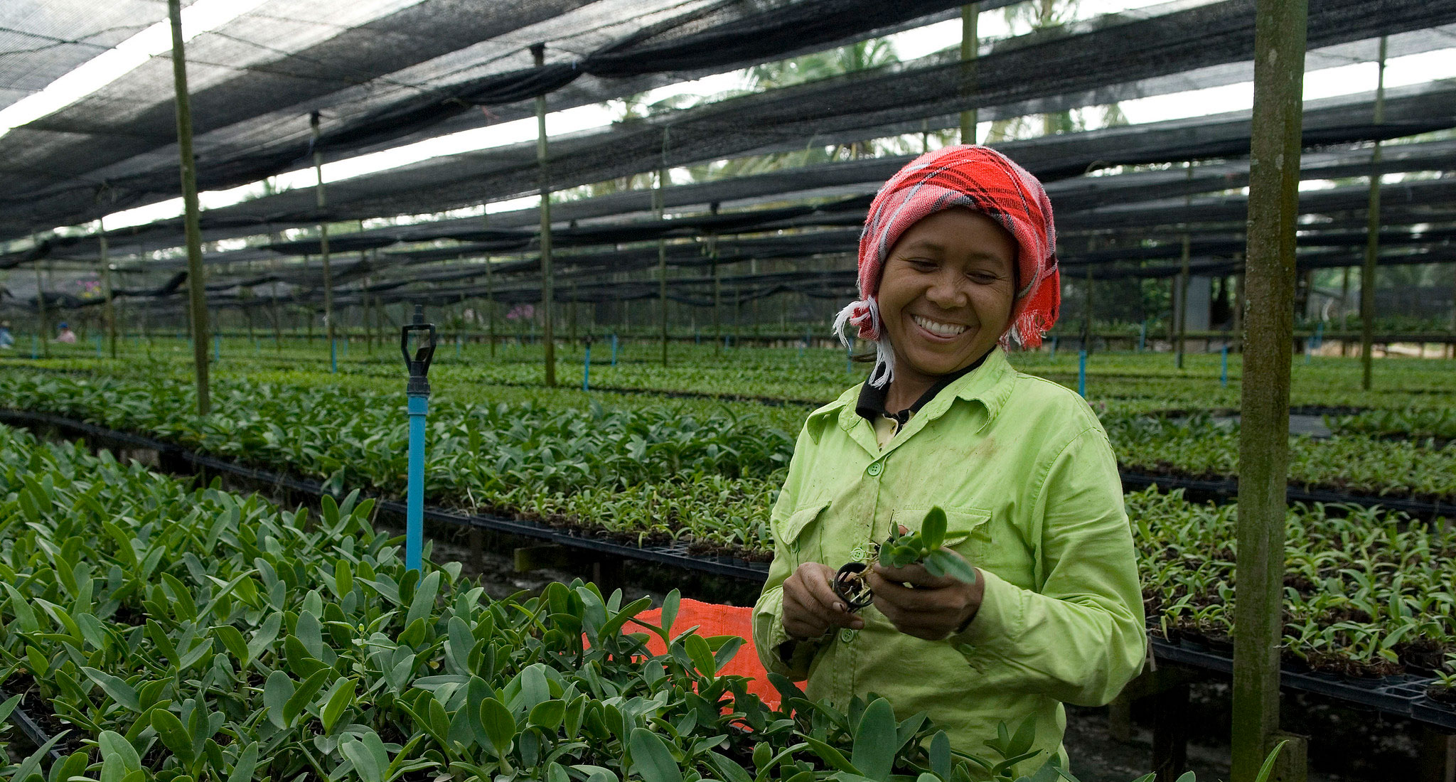 Young lady smiling wearing red headscarf and lime shirt, working in an orchid farm nursery (Thailand)