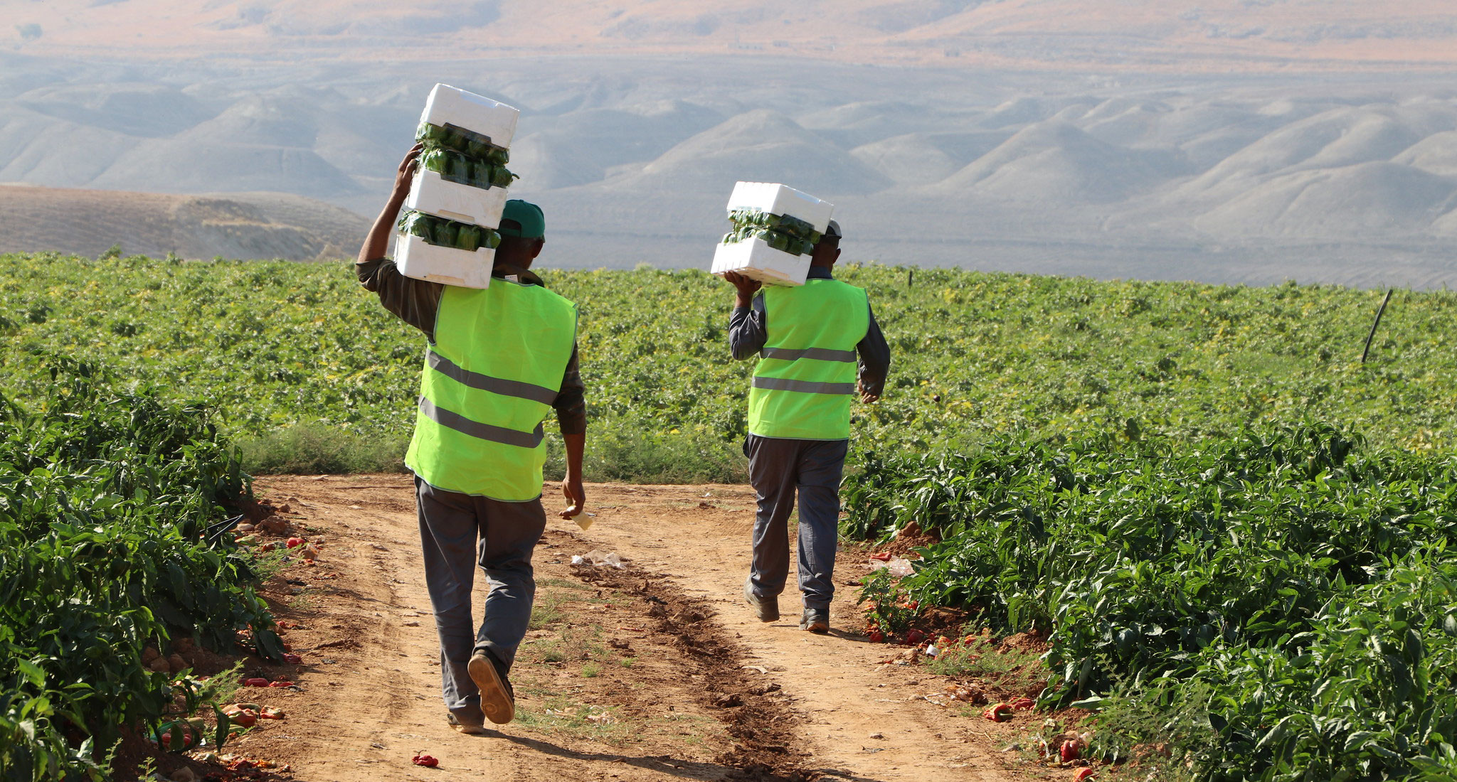 Two men with high vis vests walking away each carrying harvested fruit in white polystyrene boxes