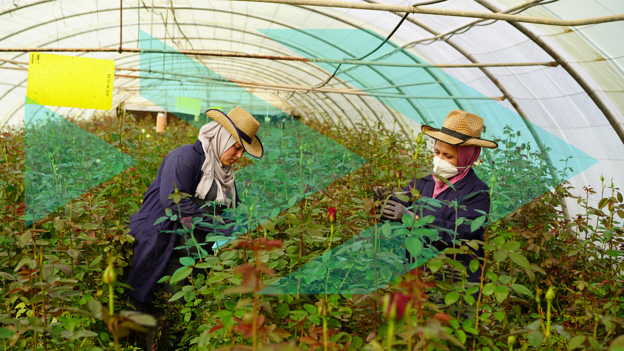 two ladies caring for roses in greenhouse