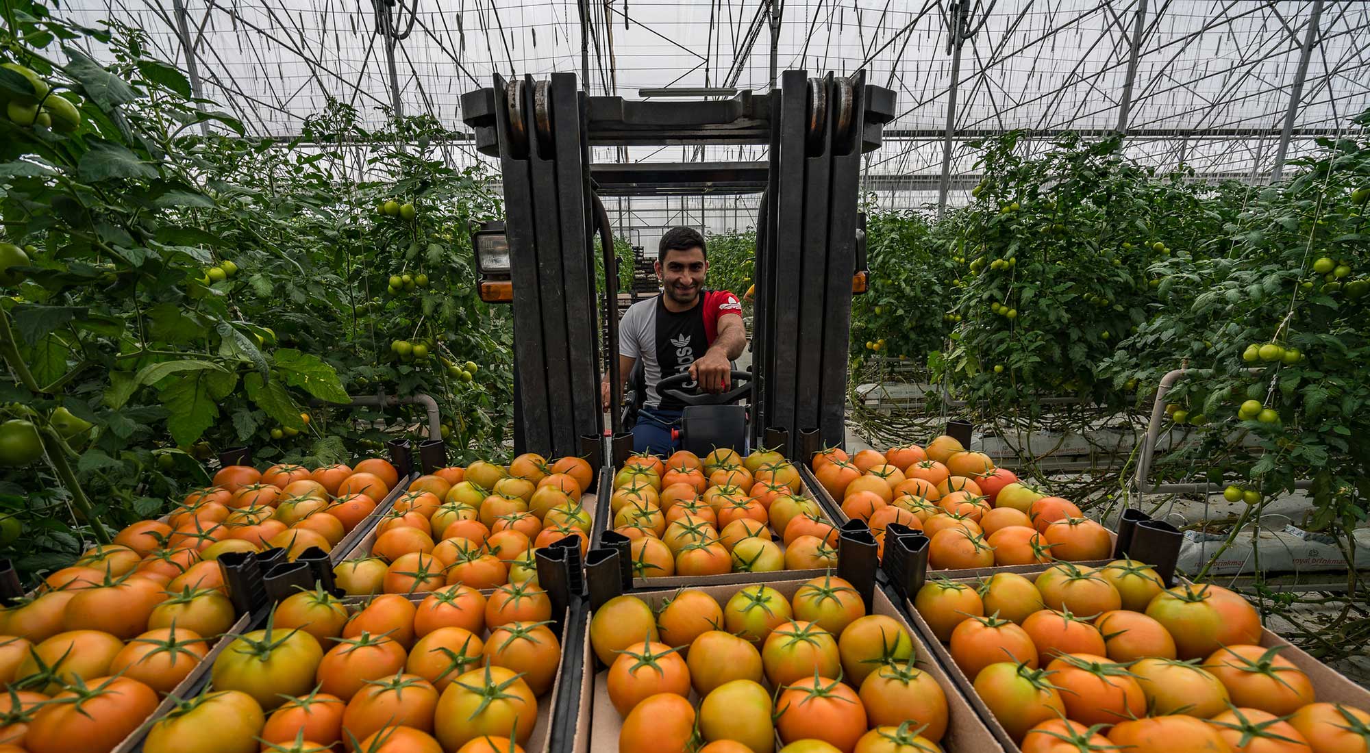 Forklift truck operator in a tomatoe green house with boxes full of full size tomatoes