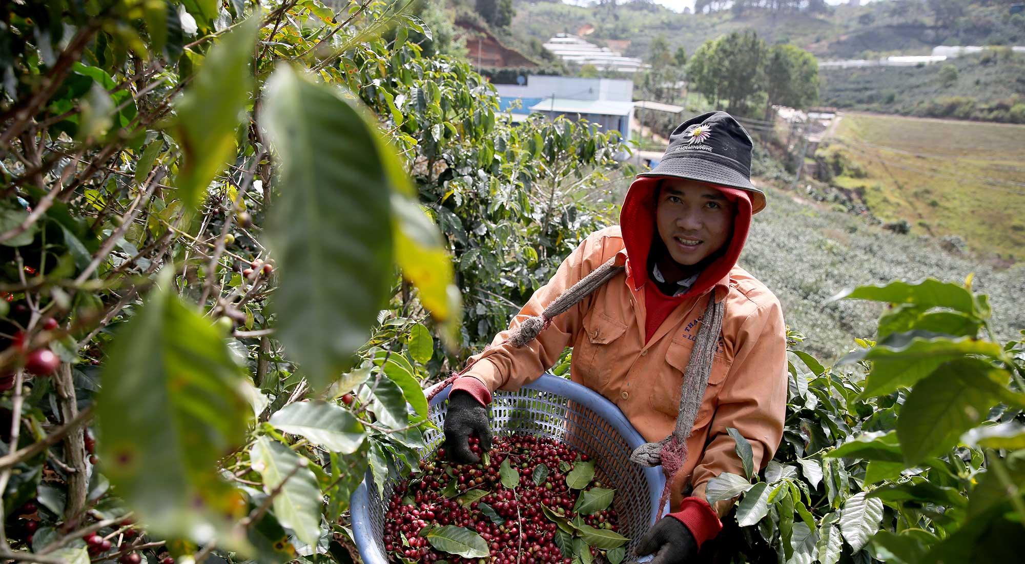 Young worker harvesting coffee in Vietnam - Vision Zero Fund 2021