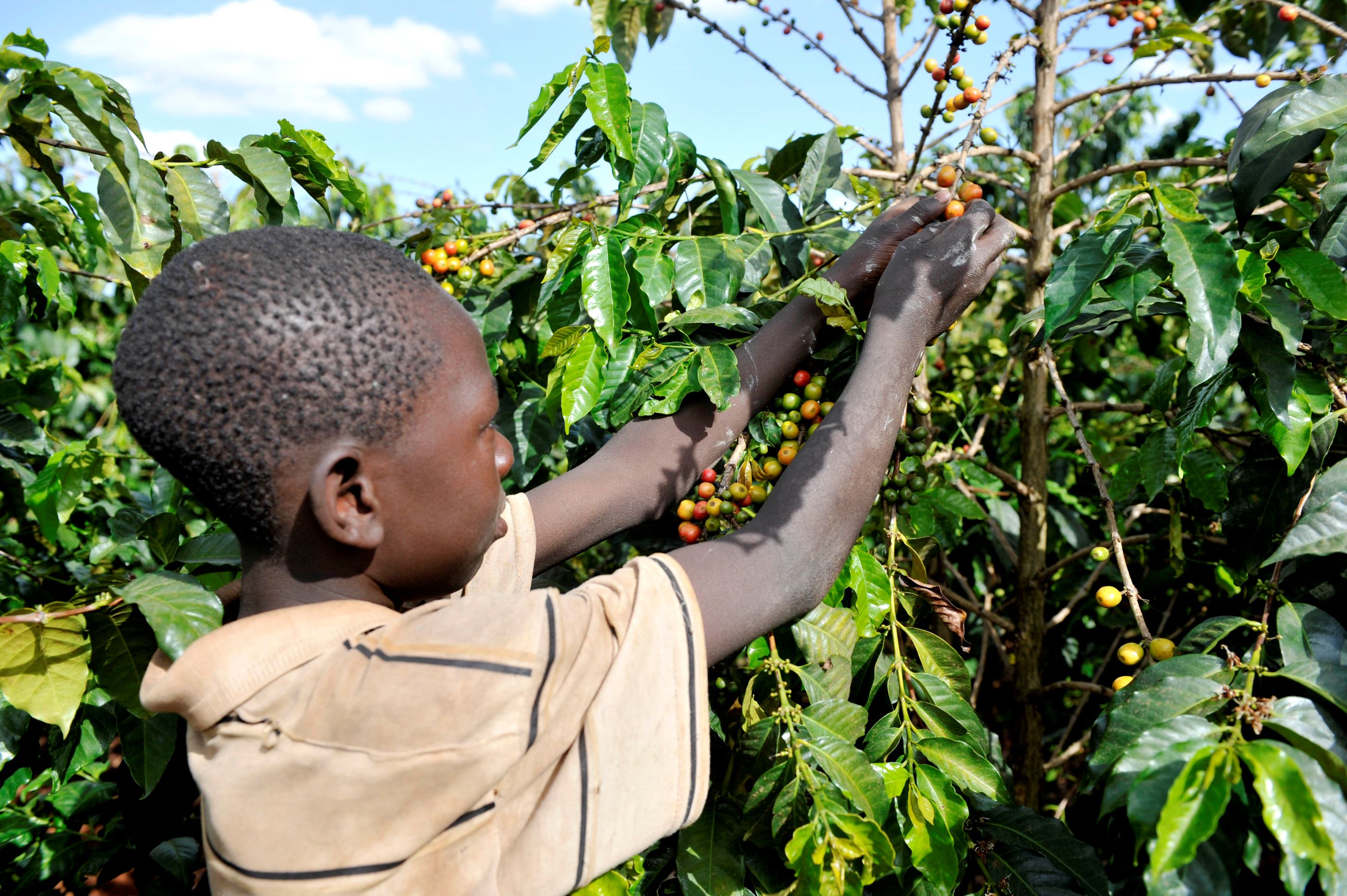 Side view of black boy picking berries in bush field
