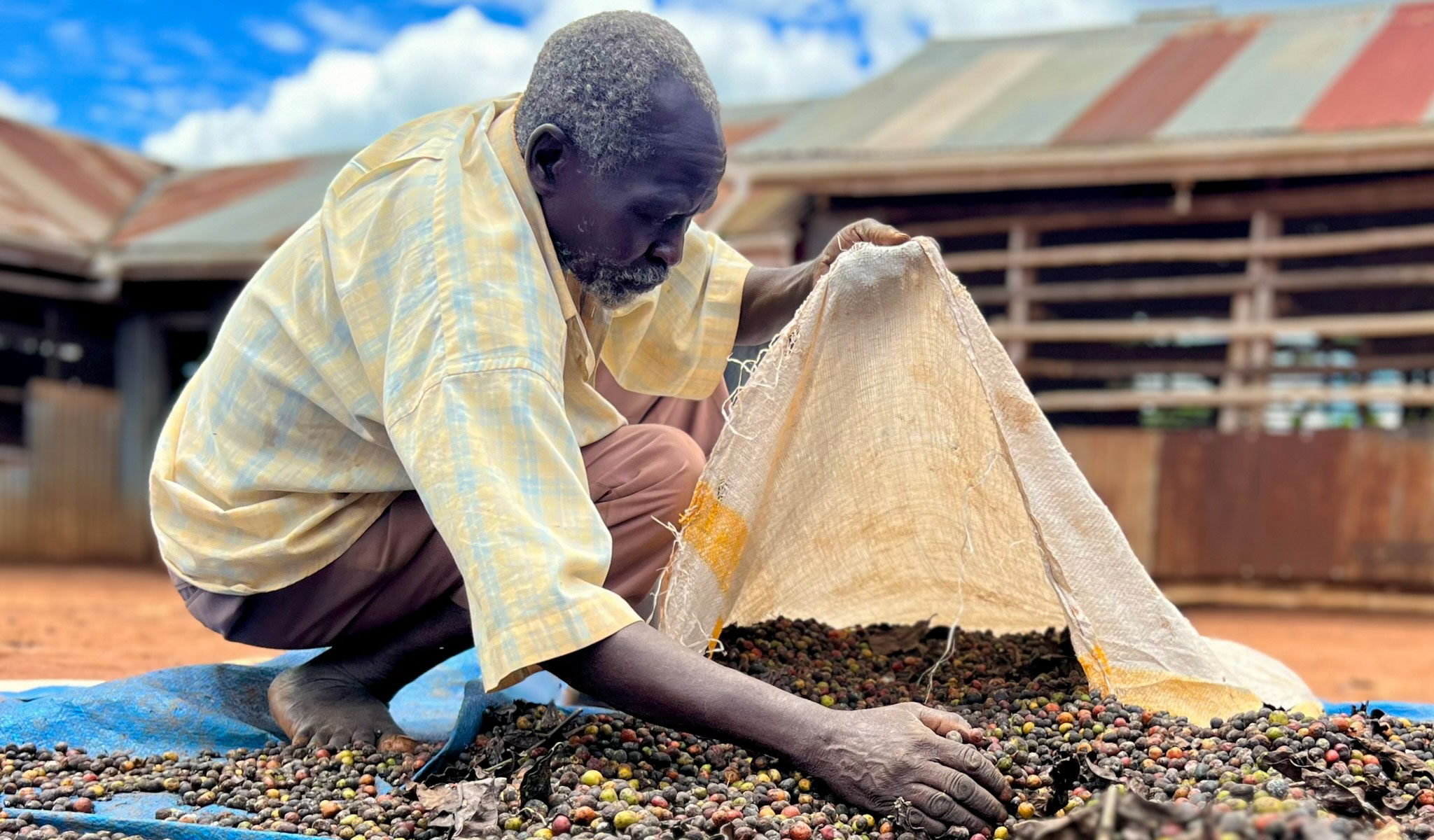 Black man spreading out coffee beans on mat outside