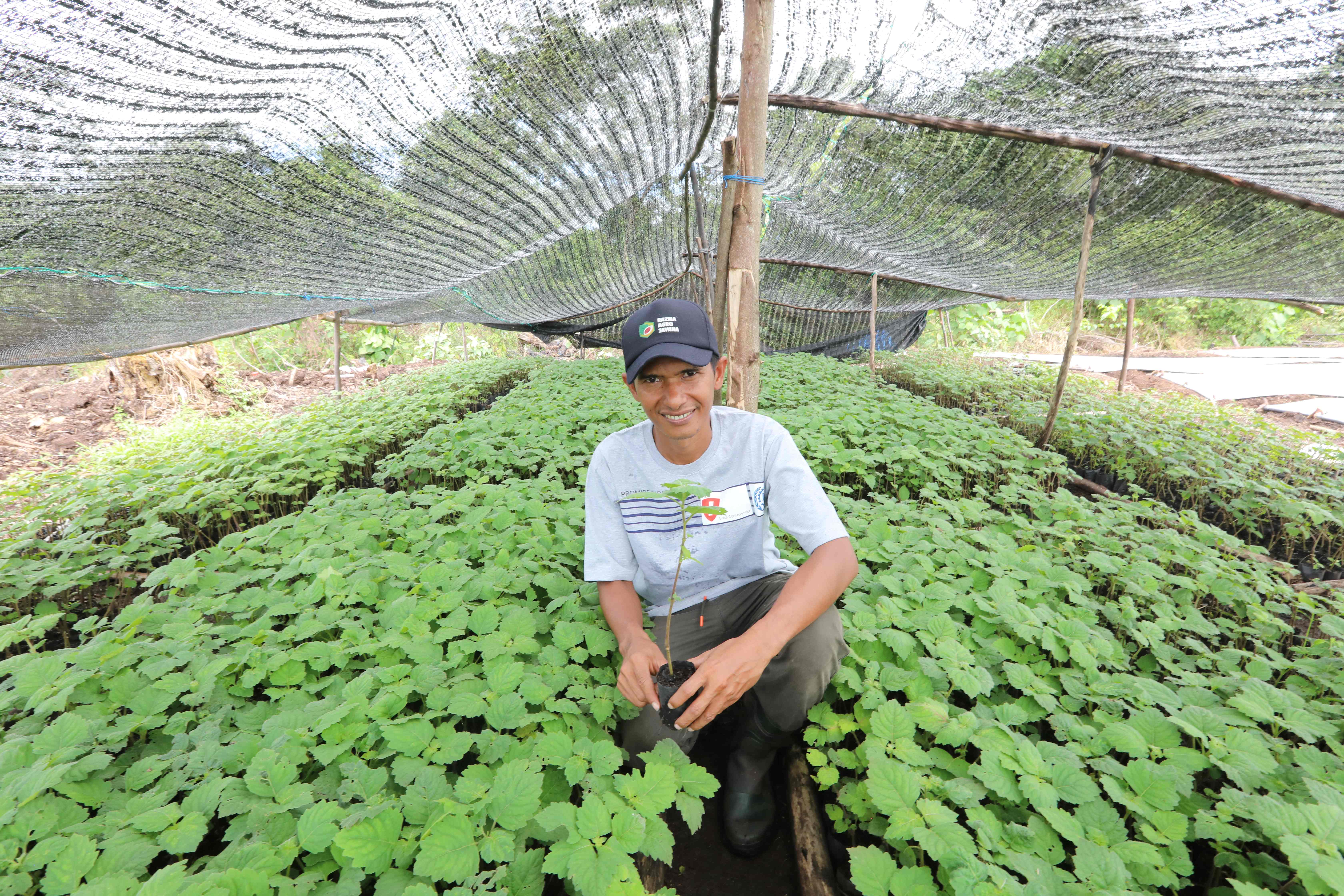 Man crouched in glasshouse with green patchouli plants around
