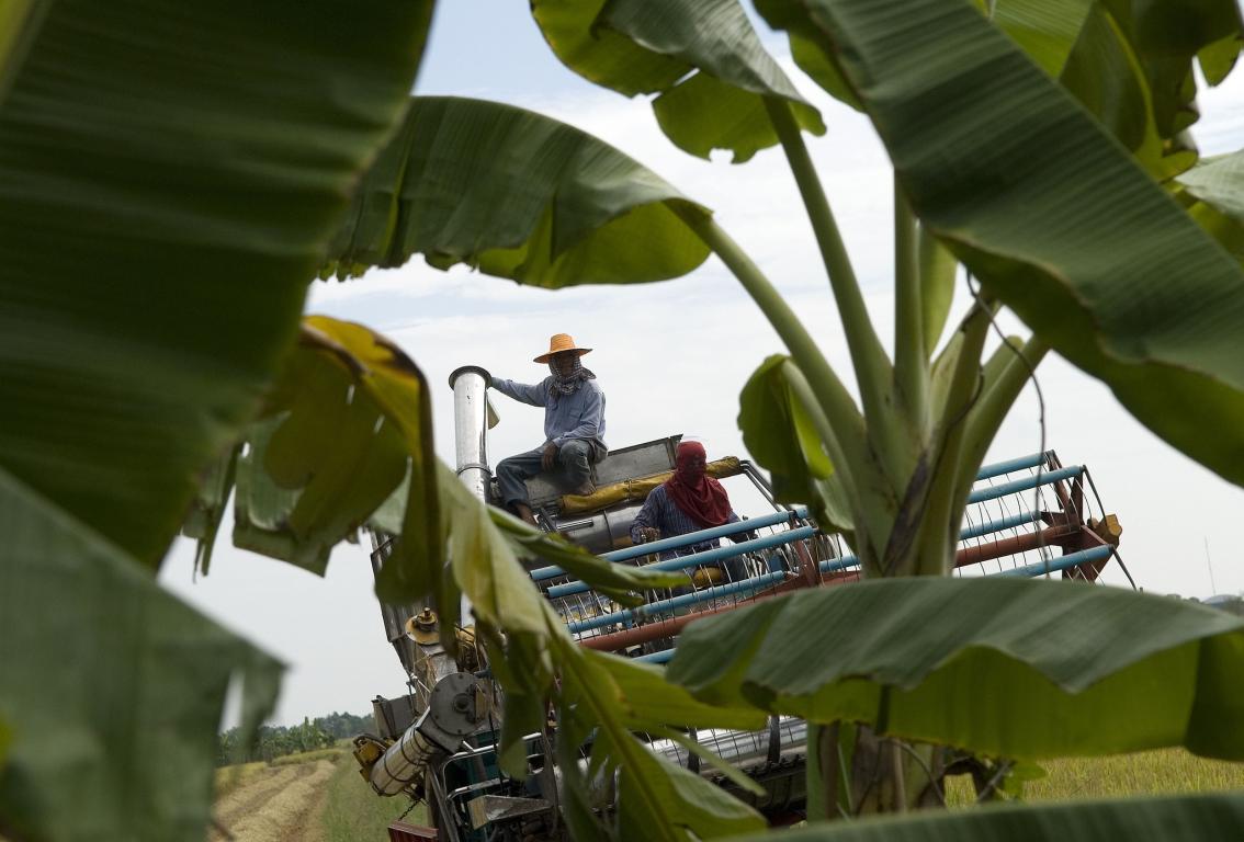 Machinery collecting rice in the background with big plant leaves in the foregrouc