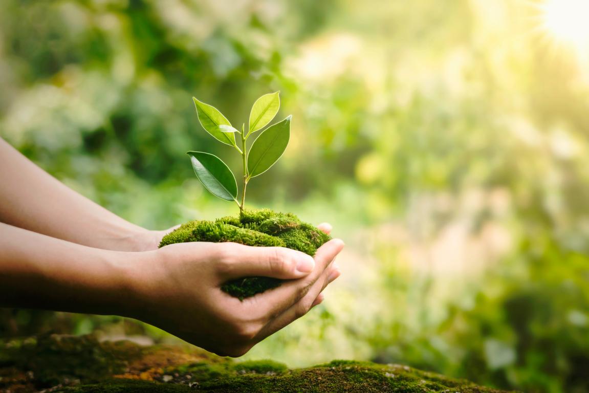 Hand holding a small plant