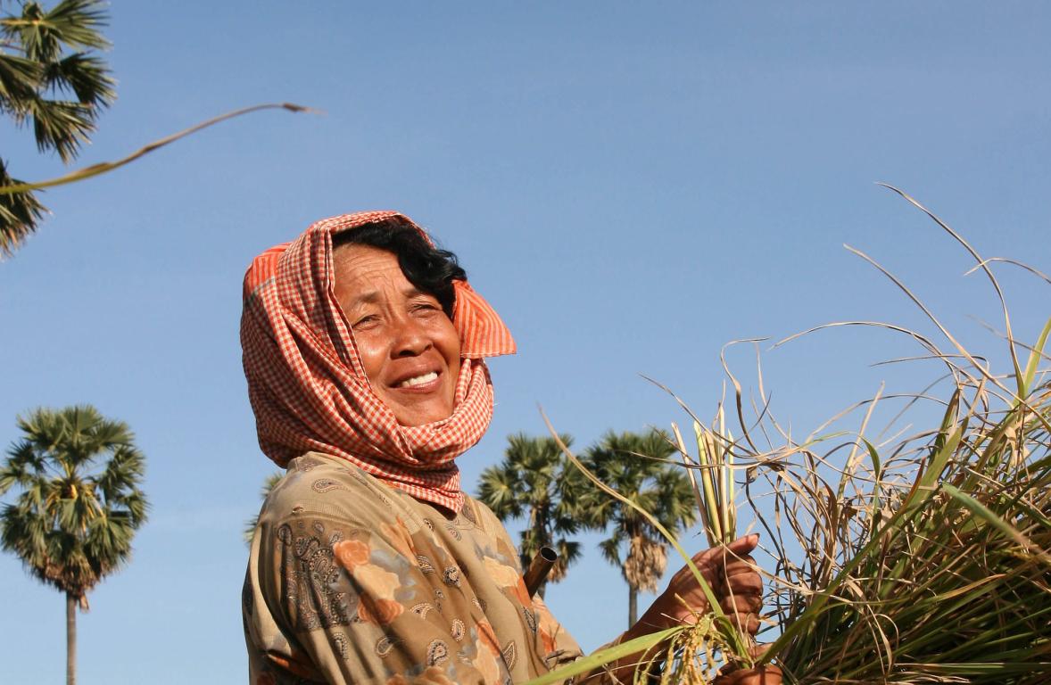 Lady smiling collecting rice grass in Cambodia