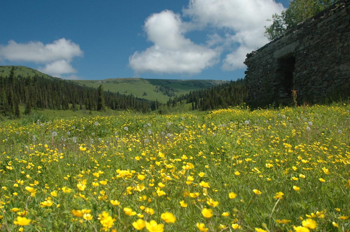 Mountain meadow of yellow flowers and cloudy blue sky