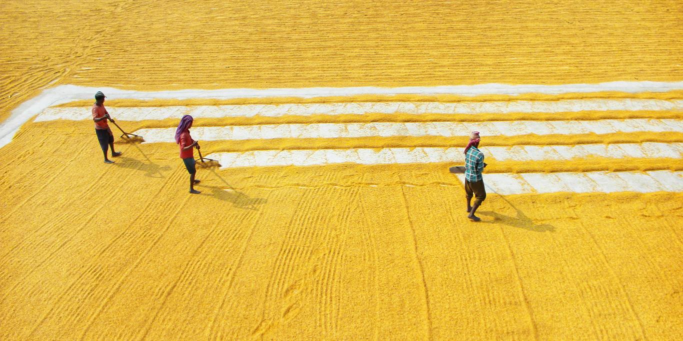 Farmers manually drying yellow grains, West Bengal India
