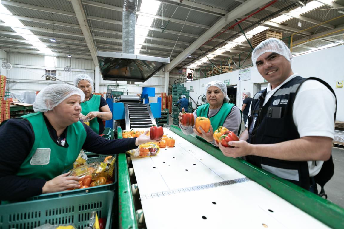 Workers in a Greenhouse producing tomato and chili in Poncitlan, Mexico