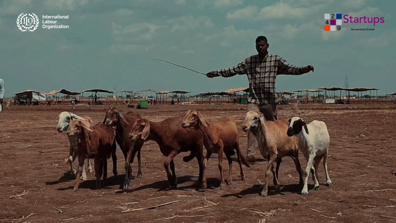 A young man herds goats in the desert