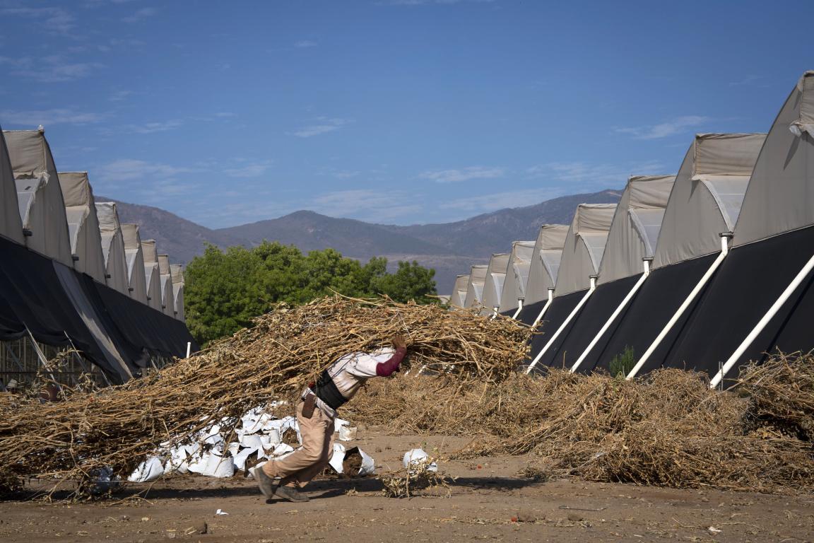 A worker transports dried agricultural waste between greenhouse facilities in a rural farming area. Large piles of crop residue surround the pathway, with trees and mountains visible in the distance.