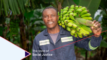 Black man in dark overalls carrying a big bunch of green bananas in front of banana trees