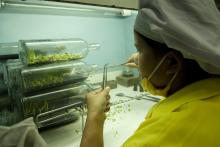 A woman working in a laboratory in a orchid farm. © ILO/ Thierry Falise